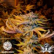 Bodhi Seeds White Lotus